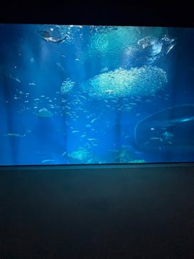 アクアワールド茨城県大洗水族館に投稿された画像（2025/3/14）