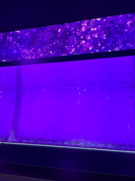 アクアワールド茨城県大洗水族館に投稿された画像（2025/3/14）