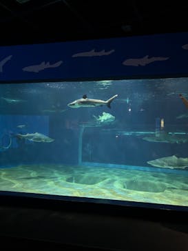 アクアワールド茨城県大洗水族館に投稿された画像（2025/3/14）