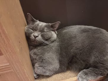 猫カフェモカ 名古屋栄店に投稿された画像（2025/3/14）