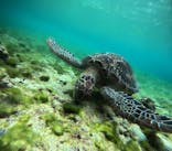 宮古島 ADVENTURE PiPi（ミヤコジマ アドベンチャー ピピ）に投稿された画像（2025/3/14）