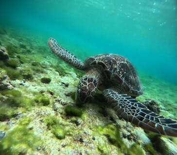 宮古島 ADVENTURE PiPi（ミヤコジマ アドベンチャー ピピ）に投稿された画像（2025/3/14）