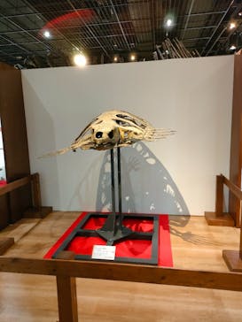 福井県立恐竜博物館に投稿された画像（2025/3/15）