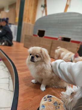 いぬカフェRio 下北沢店に投稿された画像（2025/3/15）