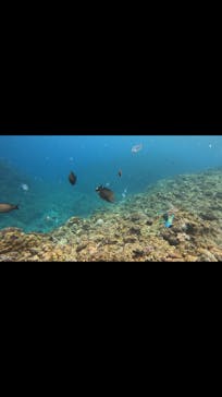 武藤潜水に投稿された画像（2025/3/15）