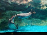 アクアワールド茨城県大洗水族館に投稿された画像（2025/3/15）