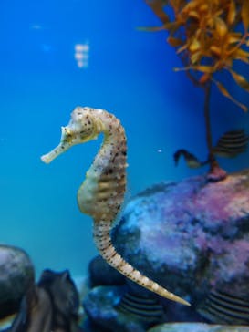 アクアワールド茨城県大洗水族館に投稿された画像（2025/3/15）