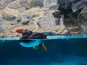 アクアワールド茨城県大洗水族館に投稿された画像（2025/3/15）