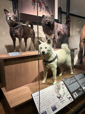 国立科学博物館に投稿された画像（2025/3/15）