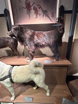 国立科学博物館に投稿された画像（2025/3/15）