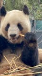 恩賜上野動物園に投稿された画像（2025/3/15）