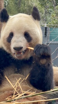 恩賜上野動物園に投稿された画像（2025/3/15）