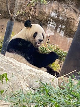 恩賜上野動物園に投稿された画像（2025/3/15）