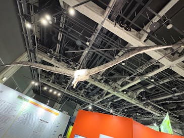 特別展「鳥～ゲノム解析が解き明かす新しい鳥類の系統～」に投稿された画像（2025/3/15）