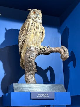 特別展「鳥～ゲノム解析が解き明かす新しい鳥類の系統～」に投稿された画像（2025/3/15）