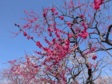 偕楽園本園に投稿された画像（2025/3/15）