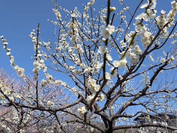 偕楽園本園に投稿された画像（2025/3/15）