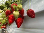 Strawberry Farm シャインベリーに投稿された画像（2025/3/15）