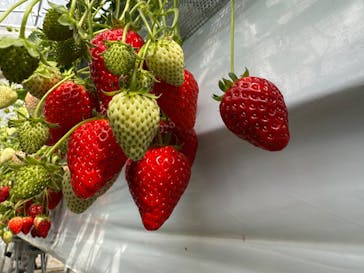 Strawberry Farm シャインベリーに投稿された画像（2025/3/15）