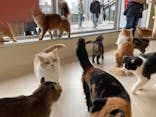 Cat Café MOFF 水戸オーパ店に投稿された画像（2025/3/15）