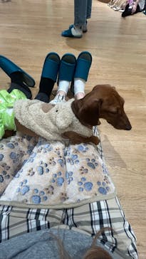 いぬカフェRio 新宿店に投稿された画像（2025/3/15）