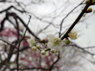 偕楽園本園に投稿された画像（2025/3/15）