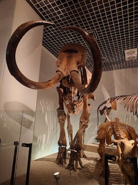 国立科学博物館に投稿された画像（2025/3/15）