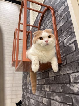 猫カフェモカ イオンモール神戸北店に投稿された画像（2025/3/15）