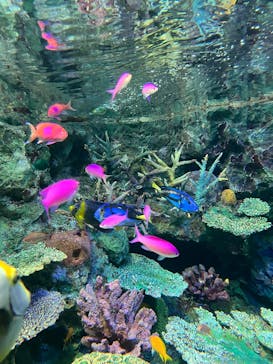 サンシャイン水族館に投稿された画像（2025/3/15）