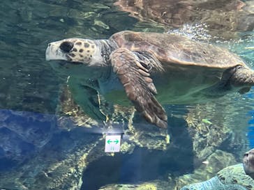 名古屋港水族館に投稿された画像（2025/3/15）