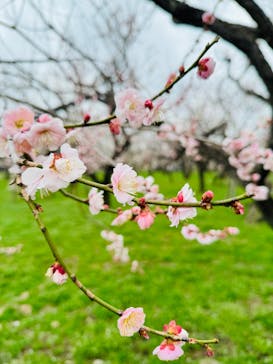 偕楽園本園に投稿された画像（2025/3/15）