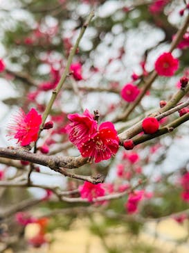 偕楽園本園に投稿された画像（2025/3/15）