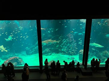 マリンワールド海の中道に投稿された画像（2025/3/15）