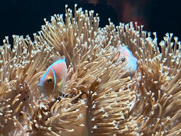 マリンワールド海の中道に投稿された画像（2025/3/15）