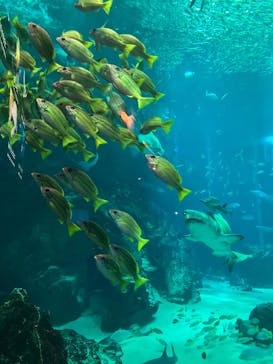 マリンワールド海の中道に投稿された画像（2025/3/15）