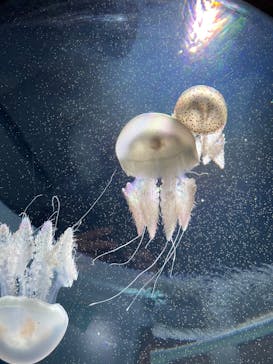 サンシャイン水族館に投稿された画像（2025/3/15）