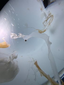 サンシャイン水族館に投稿された画像（2025/3/15）