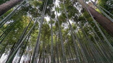 偕楽園本園に投稿された画像（2025/3/15）