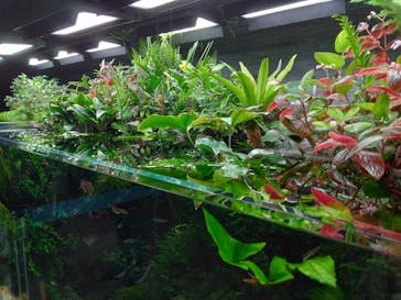 すみだ水族館に投稿された画像（2025/3/15）