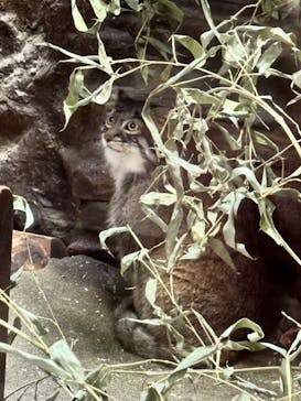 恩賜上野動物園に投稿された画像（2025/3/15）