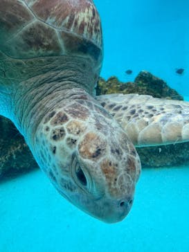 沖縄美ら海水族館に投稿された画像（2025/3/15）