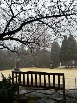 彫刻の森美術館に投稿された画像（2025/3/15）