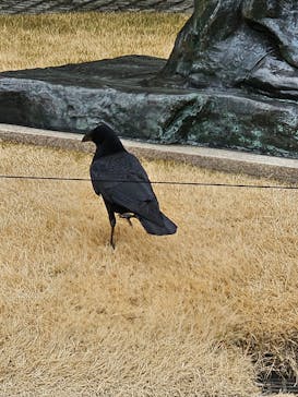 彫刻の森美術館に投稿された画像（2025/3/15）