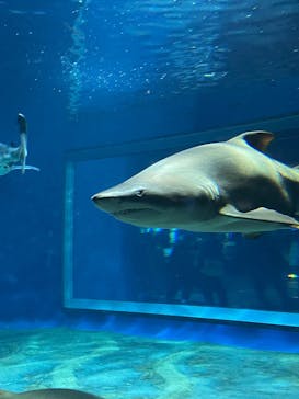アクアワールド茨城県大洗水族館に投稿された画像（2025/3/15）