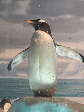 名古屋港水族館に投稿された画像（2025/3/15）