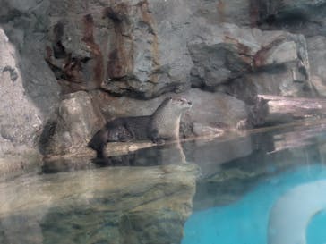 アクアワールド茨城県大洗水族館に投稿された画像（2025/3/15）