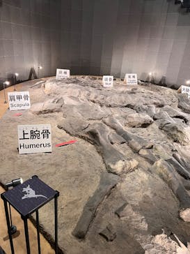 福井県立恐竜博物館に投稿された画像（2025/3/15）