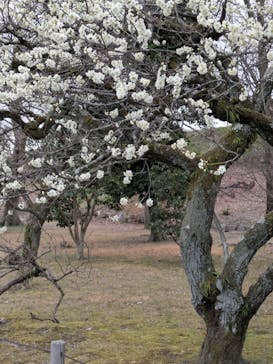 元離宮二条城に投稿された画像（2025/3/15）