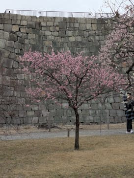 元離宮二条城に投稿された画像（2025/3/15）