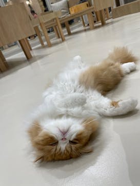 Cat Café MOFF イオンモール浜松志都呂店に投稿された画像（2025/3/15）